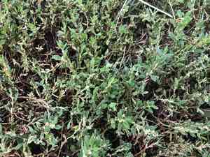 Prostrate knotweed(Polygonum aviculare)