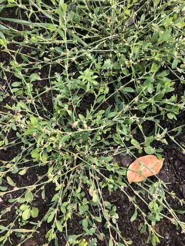 Prostrate knotweed(Polygonum aviculare)