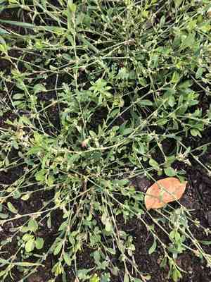 Prostrate knotweed(Polygonum aviculare)