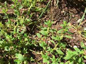 Prostrate knotweed(Polygonum aviculare)