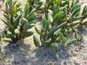 Sea knotgrass(Polygonum maritimum)