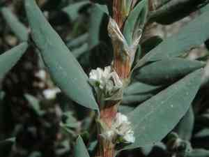 Sea knotgrass(Polygonum maritimum)