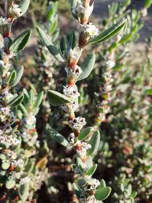 Sea knotgrass(Polygonum maritimum)