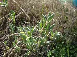 Sea knotgrass(Polygonum maritimum)