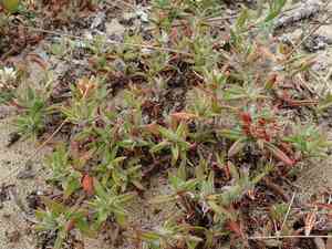 Beach knotweed(Polygonum paronychia)
