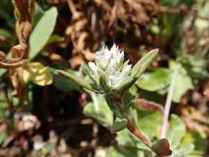 Beach knotweed(Polygonum paronychia)