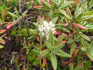 Beach knotweed(Polygonum paronychia)