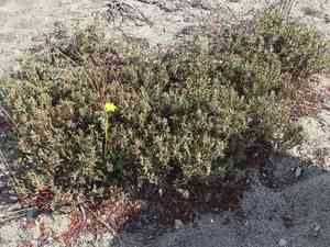 Beach knotweed(Polygonum paronychia)