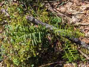 Appalachian polypody(Polypodium appalachianum)