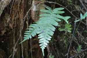 Appalachian polypody(Polypodium appalachianum)