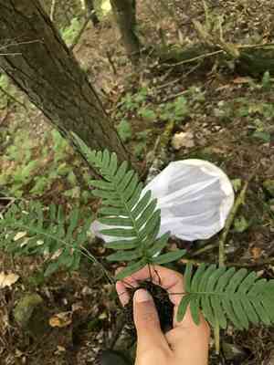 Appalachian polypody(Polypodium appalachianum)