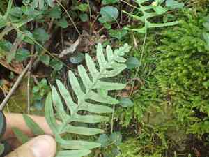 Appalachian polypody(Polypodium appalachianum)