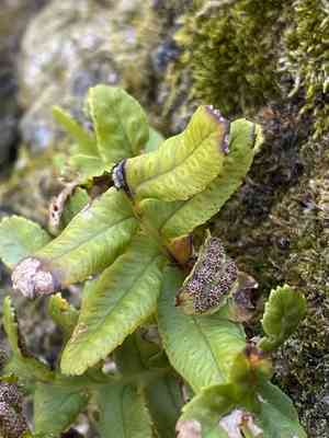 Leathery polypody(Polypodium scouleri)