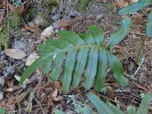Leathery polypody(Polypodium scouleri)