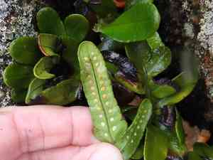 Leathery polypody(Polypodium scouleri)
