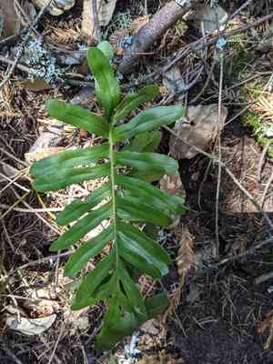 Leathery polypody(Polypodium scouleri)