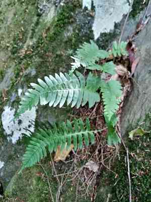 Rock polypody(Polypodium virginianum)