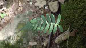 Rock polypody(Polypodium virginianum)