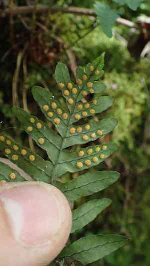 Rock polypody(Polypodium virginianum)