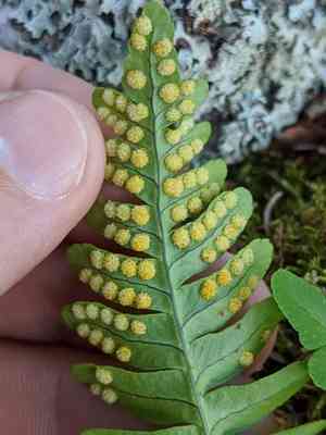 Rock polypody(Polypodium virginianum)