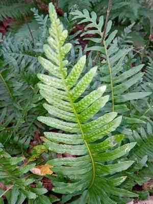 Polypodies (Polypodium)(Polypodium)