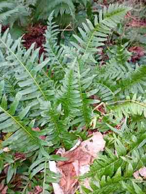 Polypodies (Polypodium)(Polypodium)