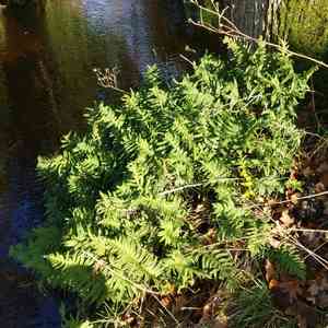 Polypodies (Polypodium)(Polypodium)