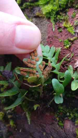 Polypodies (Polypodium)(Polypodium)