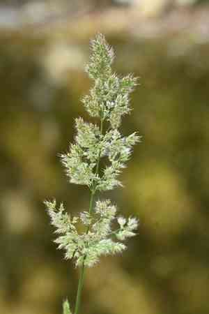 Asia minor bluegrass(Polypogon fugax)