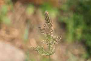 Asia minor bluegrass(Polypogon fugax)