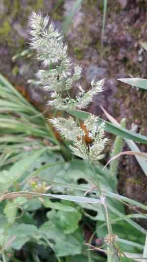 Asia minor bluegrass(Polypogon fugax)