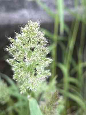 Asia minor bluegrass(Polypogon fugax)