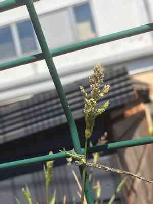 Beardless rabbit's-foot grass(Polypogon viridis)