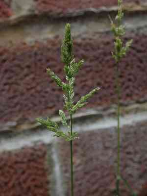 Beardless rabbit's-foot grass(Polypogon viridis)