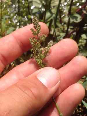 Beardless rabbit's-foot grass(Polypogon viridis)