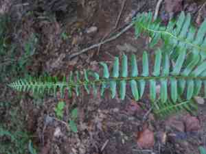 Christmas fern(Polystichum acrostichoides)