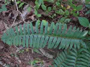 Christmas fern(Polystichum acrostichoides)