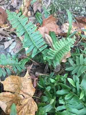 Christmas fern(Polystichum acrostichoides)