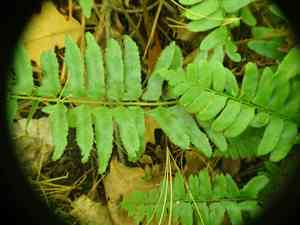 Christmas fern(Polystichum acrostichoides)