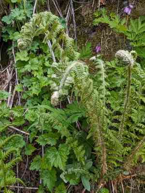 Anderson's holly fern(Polystichum andersonii)