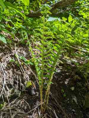 Anderson's holly fern(Polystichum andersonii)
