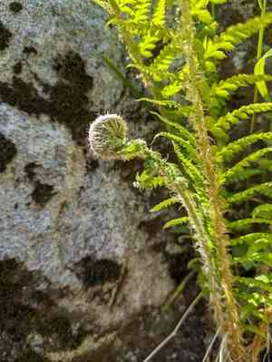 Anderson's holly fern(Polystichum andersonii)