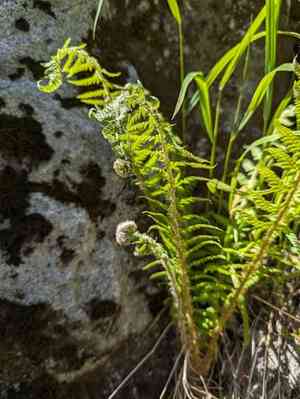 Anderson's holly fern(Polystichum andersonii)