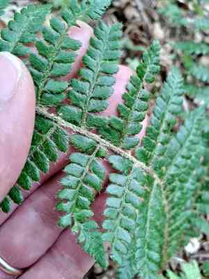 Braun's Holly Fern(Polystichum braunii)