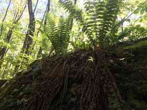 Braun's Holly Fern(Polystichum braunii)