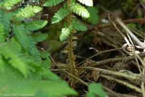 Braun's Holly Fern(Polystichum braunii)
