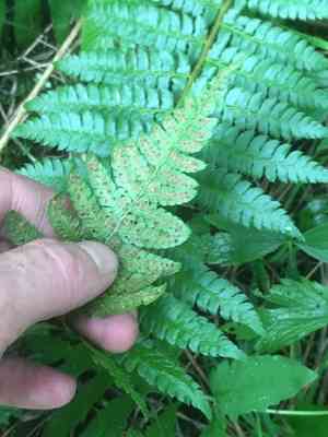 Braun's Holly Fern(Polystichum braunii)