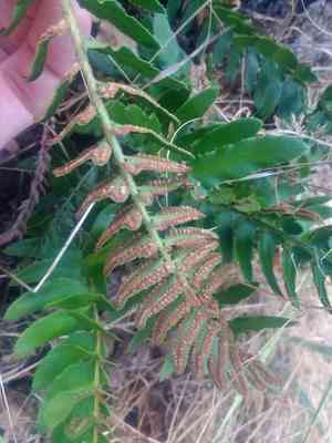 Narrowleaf swordfern(Polystichum imbricans)