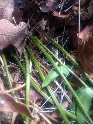 Narrowleaf swordfern(Polystichum imbricans)