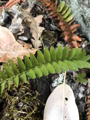 Narrowleaf swordfern(Polystichum imbricans)